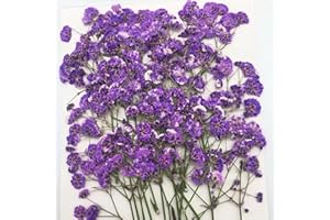 SHIIYYU 25PCS Dried Pressed Baby Breath Flowers, Real Natural Purple Gypsophila Branch Bouquet, Natural Real Dried Pressed Resin Nail Crafts DIY Wedding Card Family Party