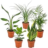 Mischung aus 5 pflegeleichten Zimmerpflanzen Chamaedorea, Sansevieria, Clusia, Stromante, Asplenium cm12 cm - 35 cm