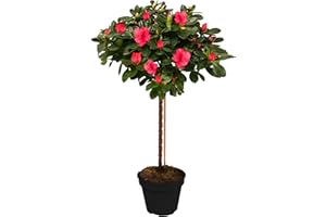GARDENERSDREAM Azalea Japonica Tree | Trees for Small Gardens Border Patio Potted Plants | Lollipop Stem Trees | Red, White, Pink, Bicolour, Orange & Purple | 2-3ft (Red)