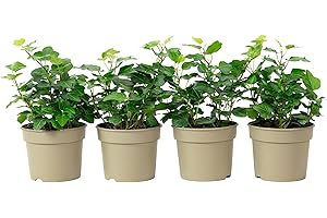 FLOWERBOX 4er-Set Gemeiner Efeu - pflegeleichte Zimmerpflanze, Hedera helix - Höhe ca. 15 cm, Topf-Ø 9 cm