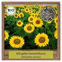 BIO gelbe Sonnenblume Samen Sommerblume (Helianthus annuus) Blumensamen Gründüngungs- & Bienenpflanze