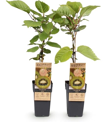 Honigbeere MyBerry Sweet 25-30cm - Lonicera kamtschatica - lebende  Gartenpflanze aus den Baumschulen : Amazon.de: Garten