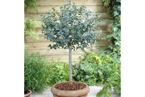 YouGarden Eucalyptus Tree 'gunnii' Standard 60-100cm Tall in a 2L Pot, Outdoor Garden Trees for Pots and Patios, Supplied as an Established Plant