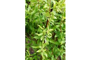 FLORANZA.DE Weide Korkenzieherweide Salix matsudana Tortuosa Containerware 60-100 cm