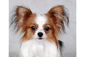 Dipema Diamant Painting Bilder,Netter Papillon-Haustier-Hund,5d Diamant Painting Voll Set für Erwachsene und Kinder,DIY Diamant Arts Craft für Home Wand-Decor-30cmx40cm