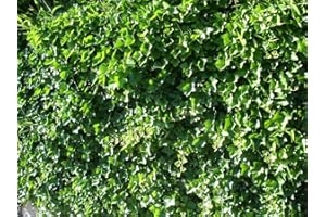 Lierre D'irlande Hibernica C 1, 5 Litres