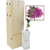 Small size Love Tree in Wooden Box Alveolo Forestal (1)