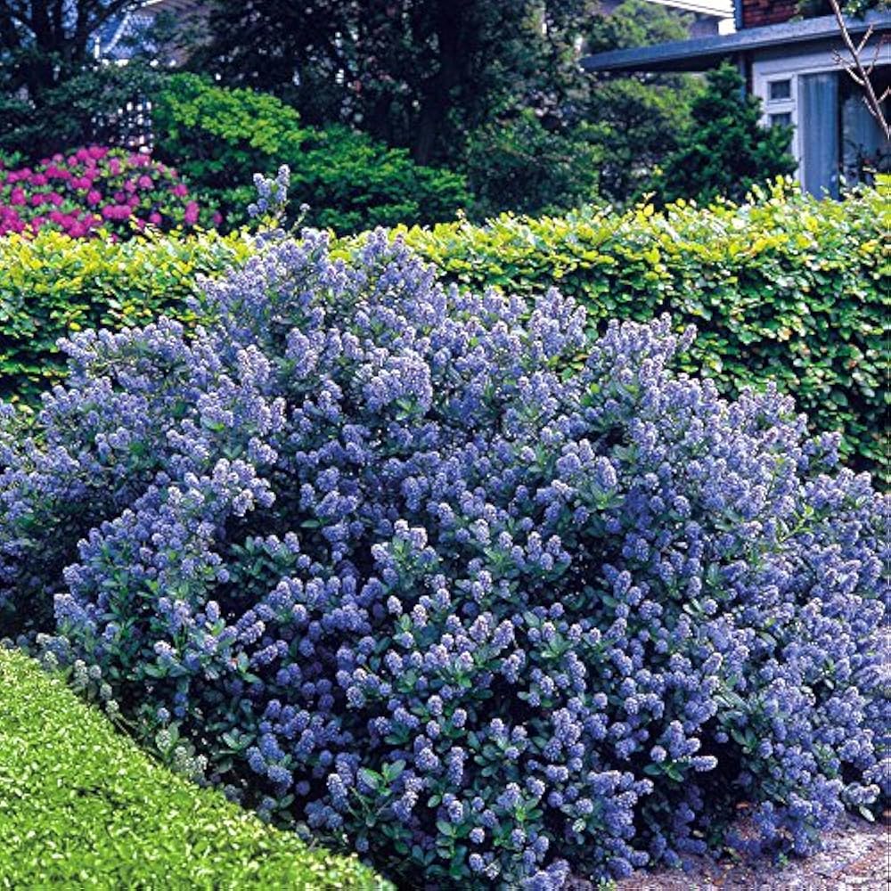 Ceanothus griseus 'Yankee point'