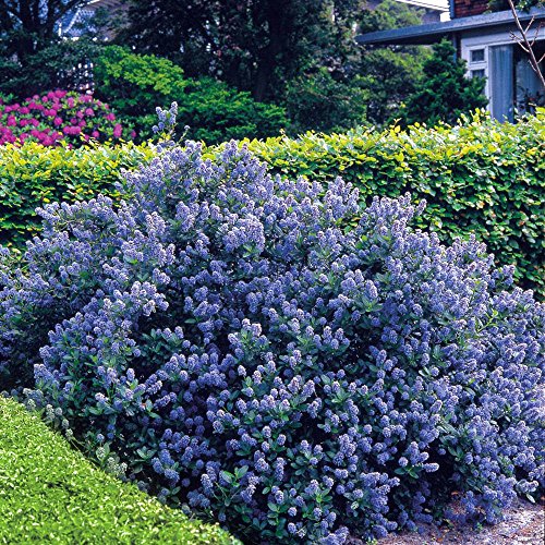 Ceanothus Yankee Point - 1 strauch
