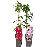 2er Sortiment Clematis MIX Rot-Violett Kletterpflanzen Hoshi no Flamenco Hagley Hybrid großblütig mehrjährig winterhart…