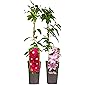 2er Sortiment Clematis MIX Rot-Violett Kletterpflanzen Hoshi no Flamenco Hagley Hybrid großblütig mehrjährig winterhart…