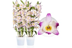 DUTCH BULBS EXCLUSIVE PLANTS FROM HOLLAND Bambou Dendrobium Nobile Orchidée PINK Passion, 2 véritables grandes plantes d'intérieur de Hollande de 30 à 40 cm de haut, avec fleurs et parfum (pas d'orchidée artificielle, sans engrais ni pot)