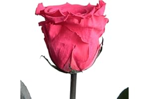 ROSEMARIE SCHULZ HEIDELBERG Rosa eterna con manico – vera rosa fucsia lunga 30 – 35 cm – lunga 3 anni – rosa conservata per vaso di fiori da tavolo in decorazione appartamento moderno – migliore amica regalo (magenta)