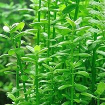 Graines Potamogeton Crispus 100pcs - Plantes Aquatiques Pour Aquarium