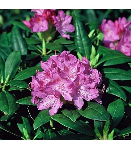 Plant in a Box - Rhododendron - 3er Mischung - Lila, wei & Rosa - Topf 9cm  - Hhe 25-40cm : Amazon.de: Garten