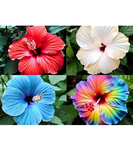 Toadstool Seeds 20 Yellow Pink Hibiscus Seeds – Perennial Tropical Flower, USA Seller