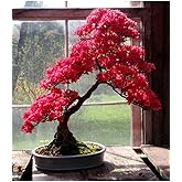 Dashing Look Pembe Yapraklı Bonsai Ağacı Tohumu-10 Adet TH-2022dshnglkthm091