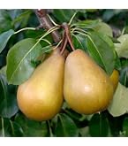 Zwergbirne 'Luisa' Im Topf - Kleinbleibender Birnenbaum 80-120cm, Terrassenobst