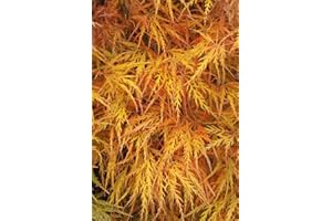 RP Seeds Acer palmatum dissectum (Cut Leaf Japanese Maple) - 10 Seeds