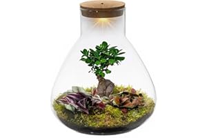 ECOWORLD vdvelde.com - Bonsai terrarium - - Pflegefreies Pflanzen terrarium - Ø 30 cm ↥ 32 cm - Batteriebetriebene Beleuchtung