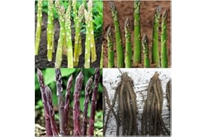 Asparagus Crowns Mixed Varieties X 12 Bare Root Crowns Gijnlim, Avalim, Pacific Purple X 4 of Each for Planting by Growtanical®