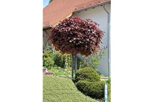 PILLE BAUMSCHULEN Acer platanoides Crimson Sentry Blut-Ahorn rotlaubig auf Stamm verschiedene Größen (Stammhöhe 80 cm)