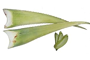 HEALTH FOR ALL · BACK TO OUR ROOTS · Meilleur feuille d'aloe vera bio 60 x 15 x 15 vert