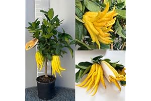 SAVINI VIVAI L'ARTE DI FARE NATURA SAVINI VIVAI Pianta di Cedro Albero di Agrumi Cedro Mano di Buddha in Vaso da 20 cm Altezza 70 cm 2-3 Anni di innesto Made Italy