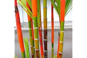 REMORUI 100 Piezas Semillas de Bambú, Semillas para plantar, Bambu Planta para jardín, patio, granja, campo, sombra para decoración del hogar (Multicolor)