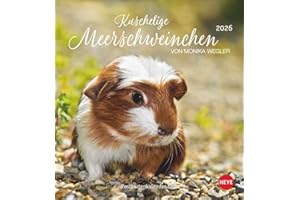 Kuschelige Meerschweinchen Postkartenkalender 2026: Kleiner Kalender mit Porträts der putzigen Nager. Jeden Monat eine neue Postkarte aus dem Fotokalender von Monika Wegler. (Postkartenkalender Heye)