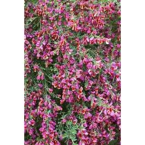 Besenginster ‚Boskoop Ruby‘ – 15–20 Cm, Winterhart, Mehrjährig, Rubinrote Blüten, Pflegeleicht Für Garten, Beet Oder Kübel
