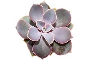 EXOTENHERZ Echeveria - Perle de Nuremberg - petite plante en pot de 5,5cm