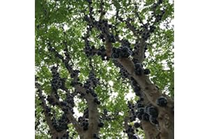 BRKENT 300 semi di Jabuticaba Regali per gli amanti del giardino Semi di copertura del terreno Semi di copertura del terreno Hardy Semi di frutta Hardy Sapote Regalo