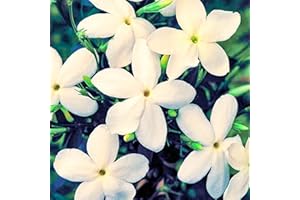 1 X JASMINUM OFFICINALE CLOTTED CREAM JASMIN LAUBIGE STRAUCH WINTERHARTE PFLANZE IM TOPF