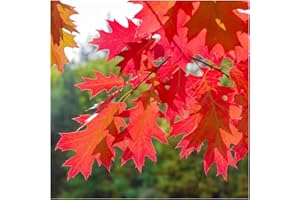 10 Red Oak Trees/Quercus Rubra Hedging Plants 1-2ft Tall, Bare Rooted 3fatpigs®