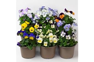 TROPICAL PLANTS UK 9 x Pansy Viola - Plants Outdoor Garden Ready in Plant pots, Winter and Spring Flowering Pansies, (These are not Plug Plants) (9, Mixed Colours)