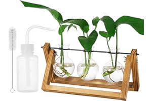 Auidy_6TXD Vermehrungsstation Für Pflanzen Zwiebel Vase Mit Holzständer Glas, Hydroponik Blumenvase Glasvase Für Tischdekoration Hause Büro Wohnzimmer, Pflanzen Gießflasche und Reinigungsbürsten