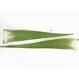 2 x Bestes Bio Aloe Vera Blatt - Barbadensis Miller