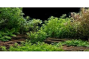 MIRRORANG 91x41cm Fond d'aquarium lit de rivière et lac Plante Aquatique Fond de réservoir de Poissons Vinyle