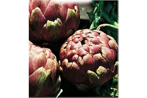 KIRALOVE Graines d'artichaut romanesco - légumes - cynara cardunculus - 65 graines environ - les meilleures graines de plantes - fleurs - fruits rares - artichauts romains - idée cadeau originale