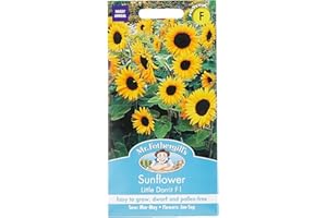 MR FOTHERGILLS Mr Fothergill's 24272 Flower Seeds, Sunflower Little Dorrit F1, Yellow
