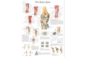 3B Scientific The Knee Joint Chart Laminated Version