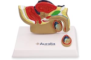 AURALIA MEDICAL GROUP Male Reproductive System Anatomy Model Penis Prostate Medical Anatomical for Education
