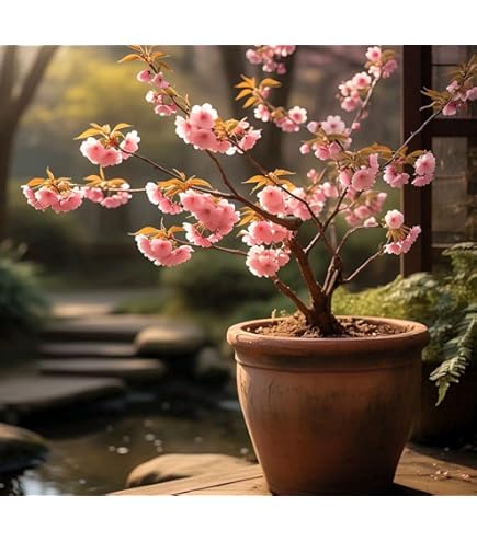 Urban Turtle Cherry Blossom Flower Tree Seeds (Pink) For home