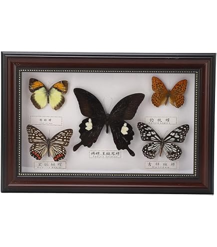 Science Education Display Rebrilliant Specimen Display Board Adjustable ...