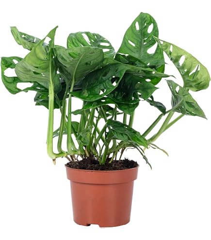 Palmenlager] Monstera deliciosa - Fensterblatt - 90 cm - Pot 21 cm  -  Zimmerpflanze : Amazon.de: Garten
