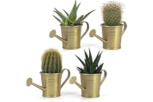 Vimin Box Lot de 4 mini arrosoir, pot décoratif, pour plantes succulentes, petites fleurs, décoration maison, jardin, balcon