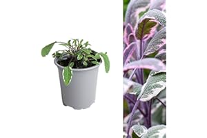 Carbeth Plants - 1 x Sage Tricolour Herb Plant in 9cm Pot - Aromatic Easy to Grow Variegated Salvia Officinalis Tricolor - Fresh Edible Garden Ready Evergreen Herb Shrub to Flavour Your Cooking