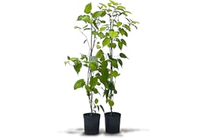 Kiwiri 's Siberian Kiwi Duo – 2 plantas de kiwi (Actinidia kolomikta) – Mini kiwi – Garantía varietal directamente del cultivador