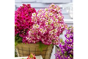 Welldales 100 Mixed Angel Wings Flower Seeds Easy to Grow UK Multi Colour Schizanthus